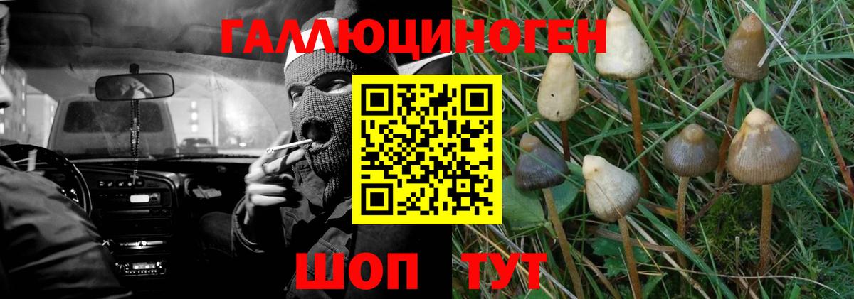Галлюциногенные грибы прущие грибы Зеленогорск